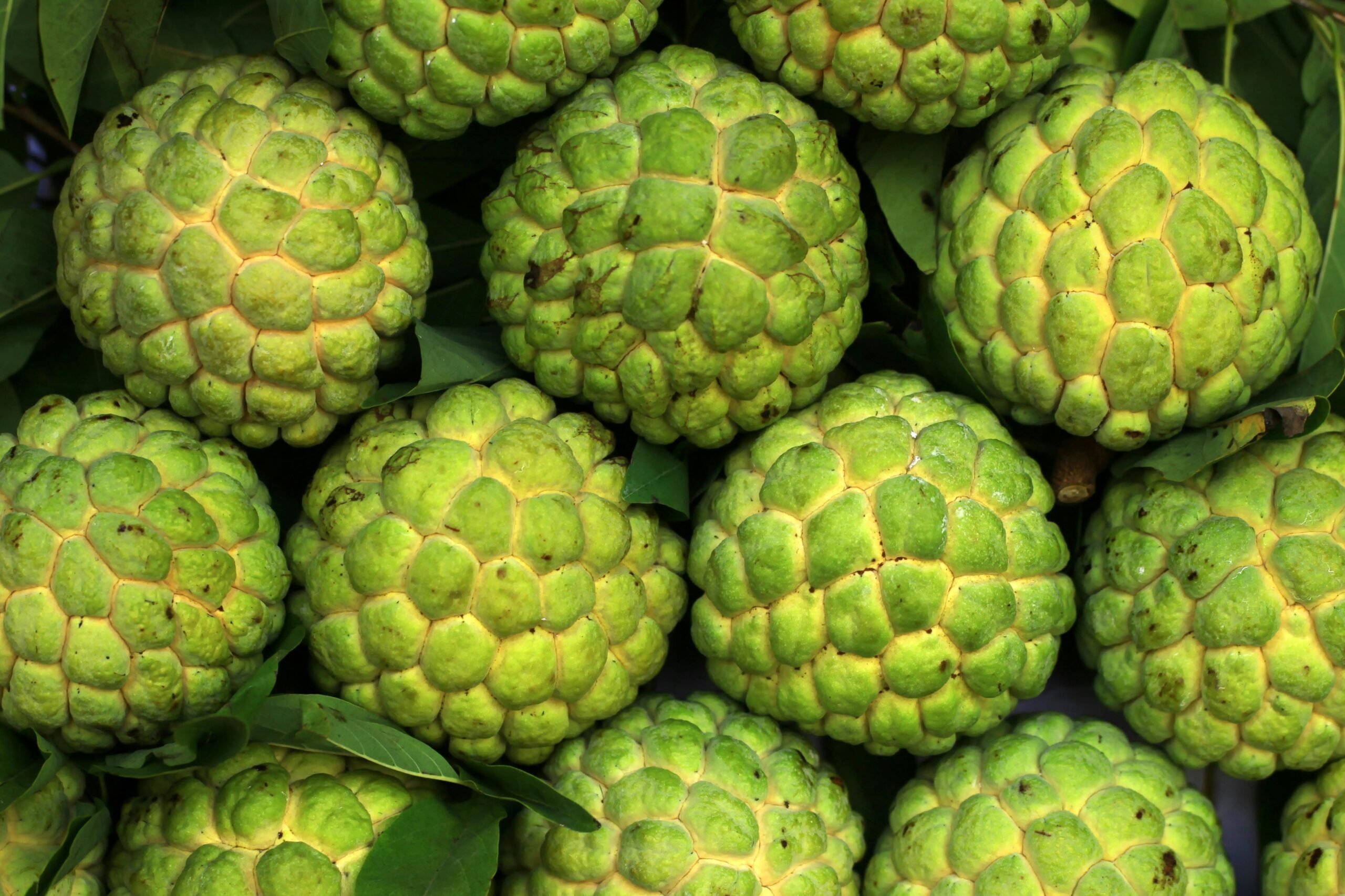 Sitafal (Custard Apple) Brochure